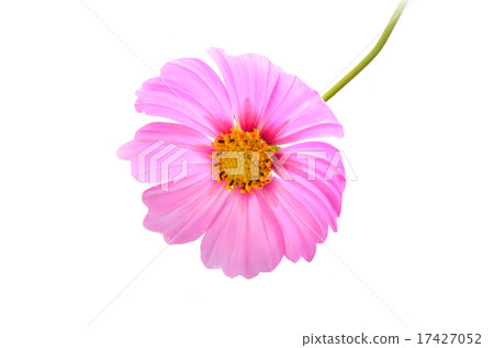 Cosmos Cosmos 17427052