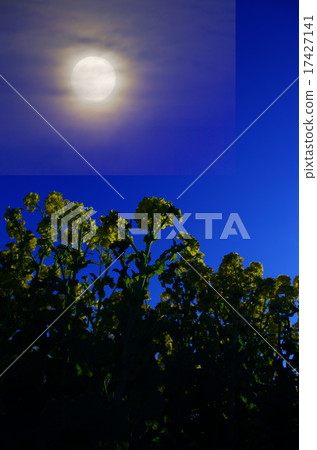 Roland moon in rape field 17427141