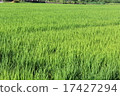 Paddy field 17427294
