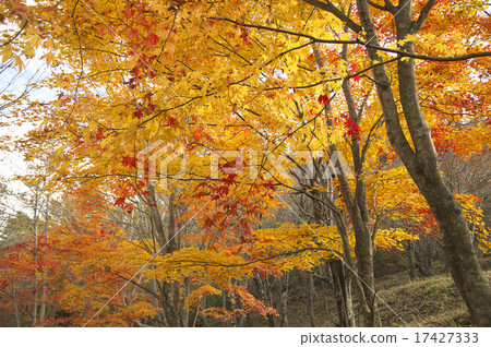 第20遍的秋葉 17427333