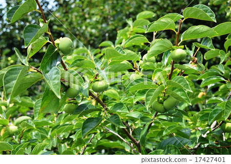 Blue Shonai persimmon 17427401