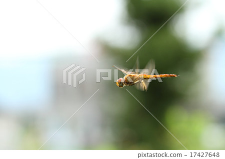 Ubakimitobo flying Ubakimitobo flying 17427648