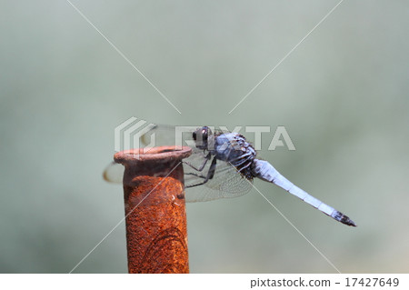 Coconut shell 17427649