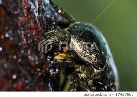 Cilanthene舔汁液 17427665