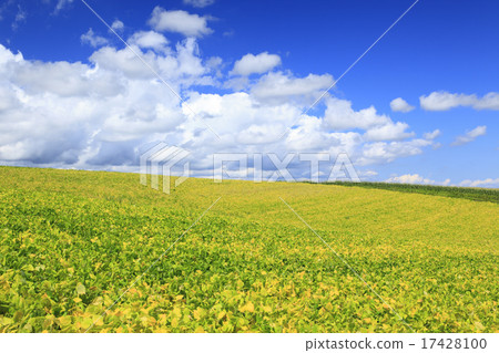 北海道美瑛町著色紅豆田和流雲 17428100