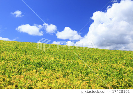 北海道美瑛町著色紅豆田和流雲 17428101