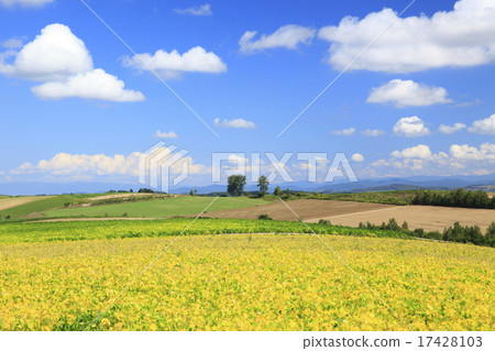 北海道美瑛町著色紅豆田和流雲 17428103