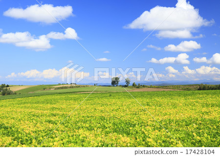 北海道美瑛町著色紅豆田和流雲 17428104