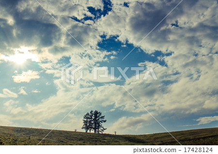 Biei Arashi Tree Biei Arashi Tree 17428124