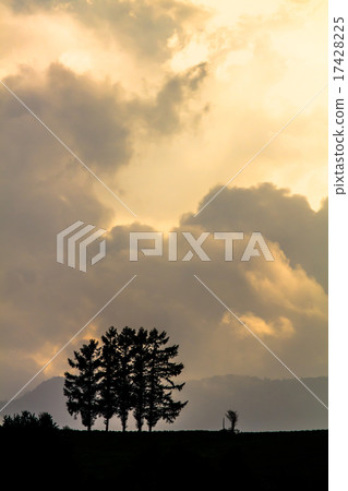 美嵐樹 美嵐樹 17428225