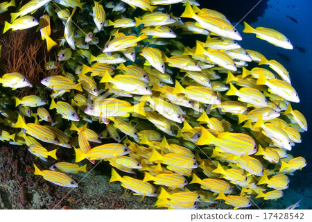 Yosugefudai 17428542