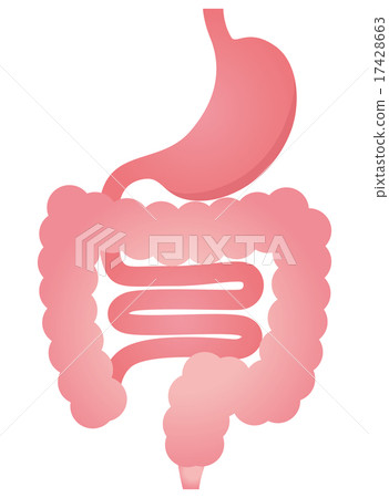 Gastrointestinal digestive tract 17428663