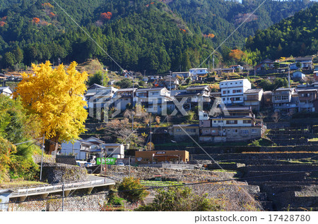 金色長人的偉大銀杏 金色長人的偉大銀杏 17428780