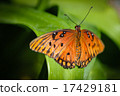 Queen Danaus Gilippus 17429181