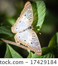 White Peacock Anartia Jatrophae 17429184