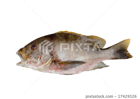 fish 17429326