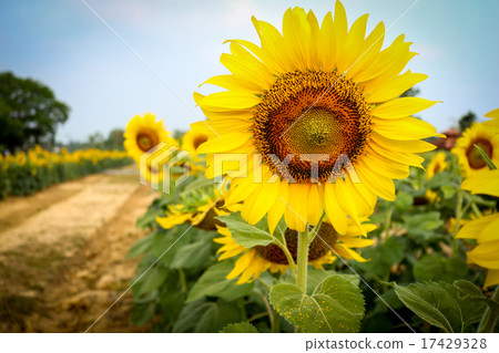 Sunflower 17429328