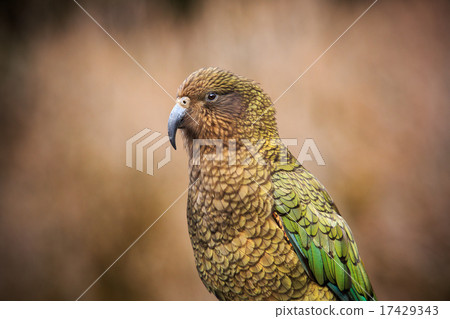 close up kea birds with blur close up kea birds with blur 17429343