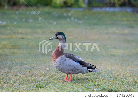 beautiful feather ,plumage of wild Mallard duck beautiful feather ,plumage of wild Mallard duck 17429345