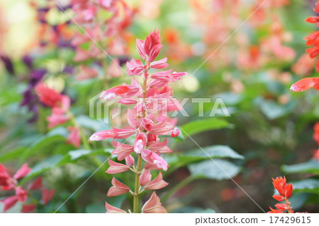 Salvia 17429615