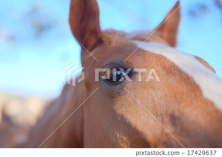 Horse Horse 17429637