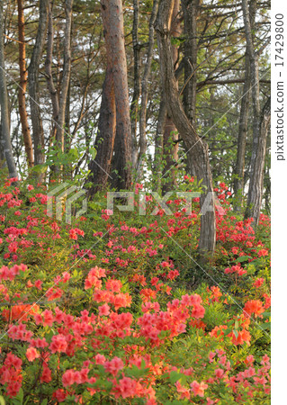 Wild azalea 17429800