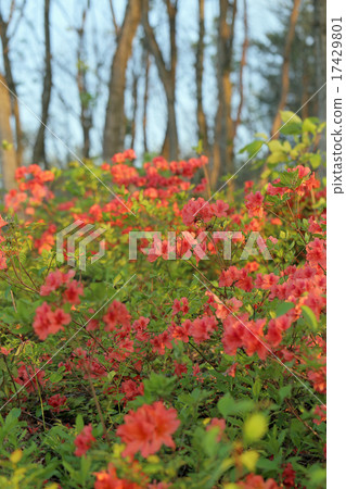 Wild azalea 17429801