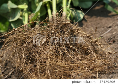 Rhizobium 17429806