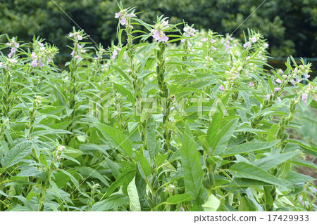 芝麻花芝麻 芝麻花芝麻 17429933