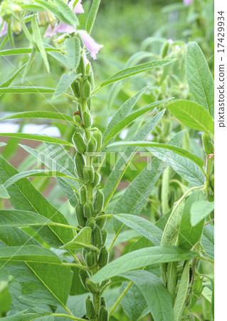 芝麻花芝麻 17429934