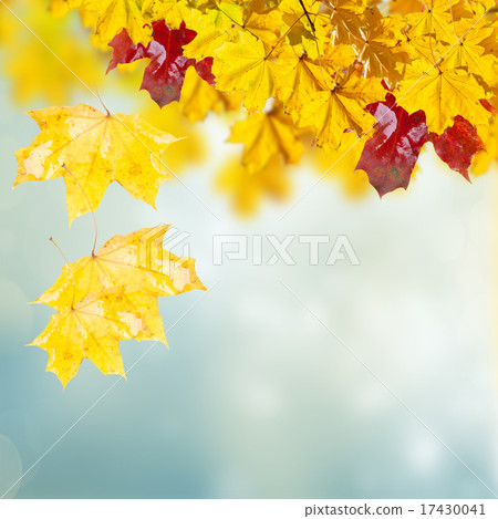 fall leaves fall leaves 17430041