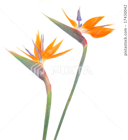 Bird of paradize flower Bird of paradize flower 17430042