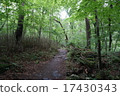 Yamanashi prefecture Dragon's falls forest road 17430343