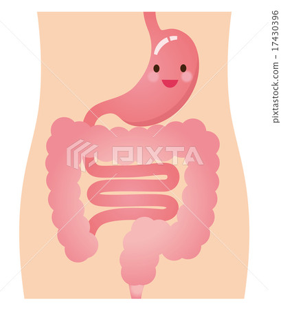 Gastrointestinal digestive tract 17430396