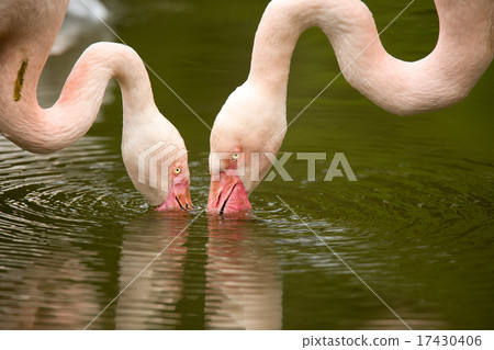 Beautiful American Flamingos 17430406