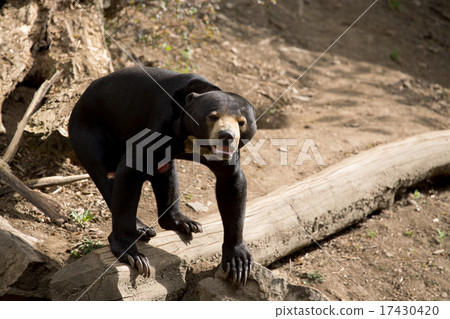 Sun bear also known as a Malaysian bear 17430420