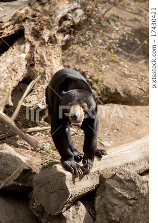 Sun bear also known as a Malaysian bear 17430421