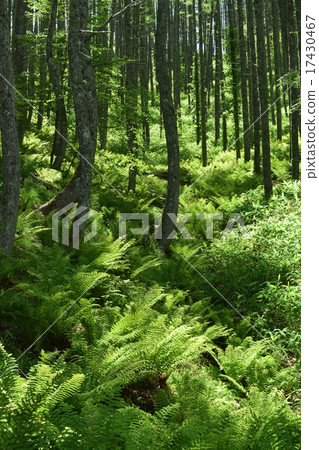 In the forest 17430467