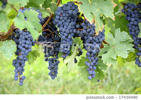 葡萄酒 葡萄酒 17430490