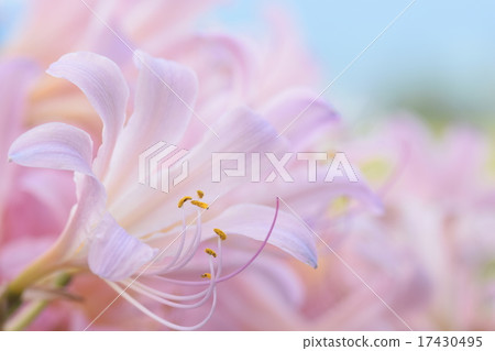 甘草 甘草 17430495