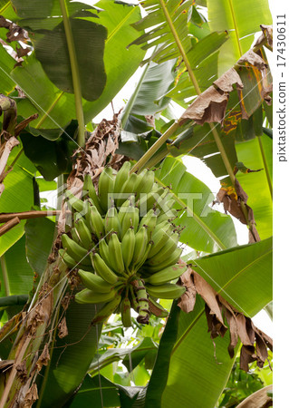 unripe bananas on the tree unripe bananas on the tree 17430611