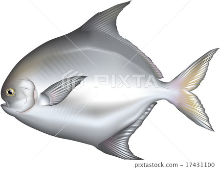 Fish illustration: Japanese butterfish, vector format, white background (PNG has a transparent background), single illustration. 17431100