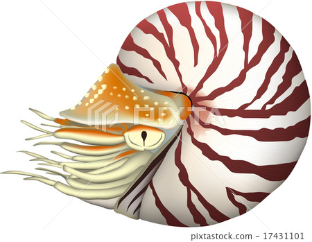 Parrots (vector) Parrots (vector) 17431101