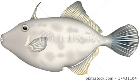 魚類插圖:絲鰭魚(一種扳機魚),向量格式,白色背景(PNG 具有透明背景),單張圖片。 魚類插圖:絲鰭魚(一種扳機魚),向量格式,白色背景(PNG 具有透明背景),單張圖片。 17431104
