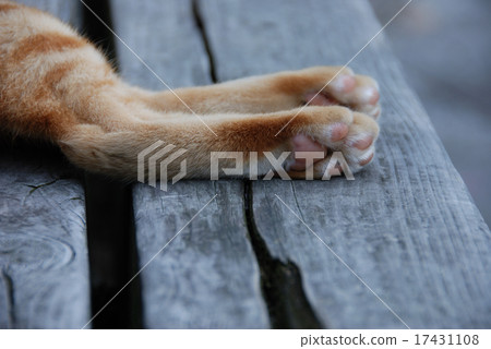 貓的肉球特寫鏡頭 貓的肉球特寫鏡頭 17431108