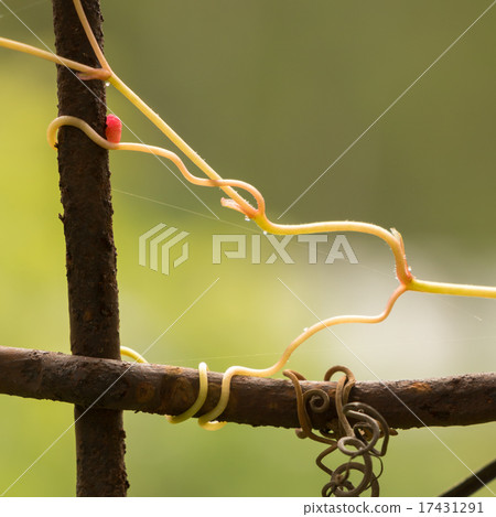 Creeper plant sprouts growing on iron wires 17431291