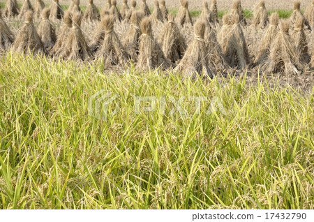 Rice 17432790