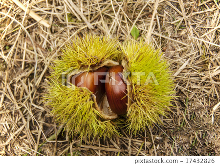 Cucumber autumn taste fall autumn image picking chestnut 17432826
