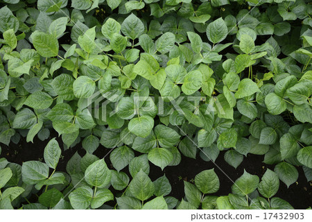 Azuki leaves 17432903