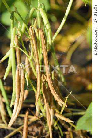 Red bean of Tokachi Red bean of Tokachi 17432905